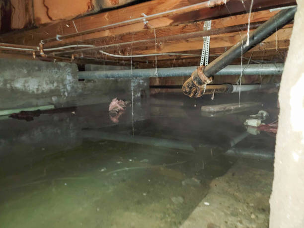 Best Basement water damage restoration  in Cologne, MN