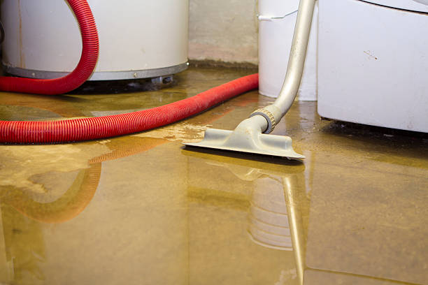 Best Flood restoration services  in Cologne, MN