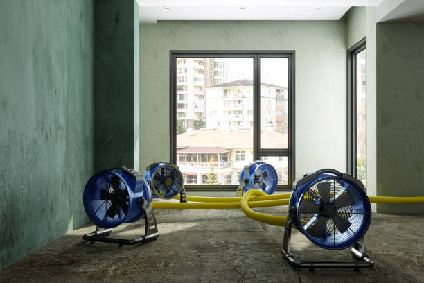 Best Local water damage restoration  in Cologne, MN