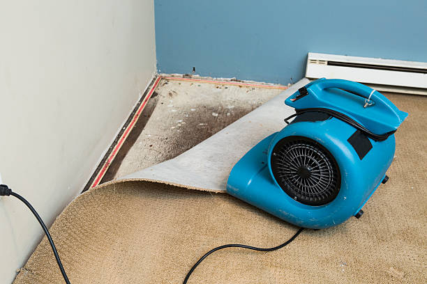Best Flood damage cleanup  in Cologne, MN